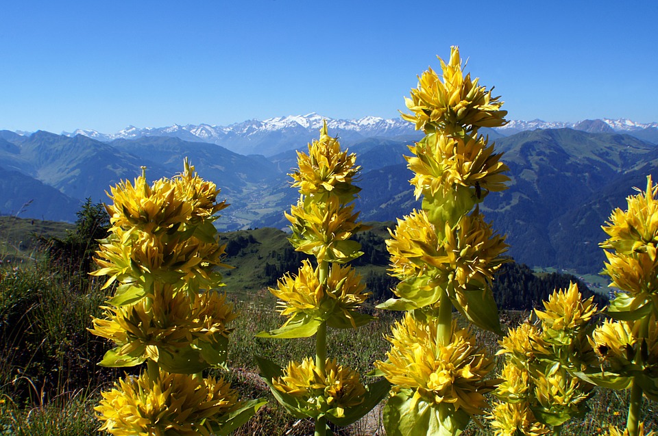 pianta di genziana--pianta di genziana gialla in montagna