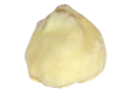 Tartufo bianco
